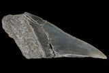 Partial Fossil Megalodon Tooth - Serrated Blade #89436-1